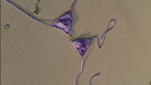 purple bikibi
